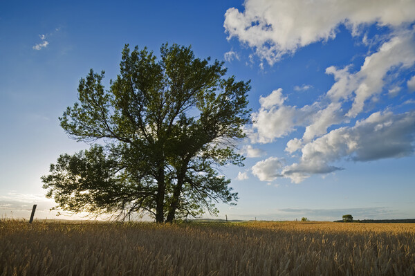 tree in a field of mature wheat Picture Board by Dave Reede
