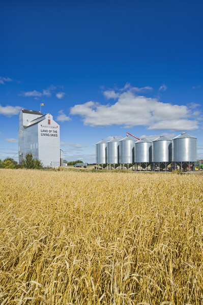 grain elevator and mature wheat field Picture Board by Dave Reede