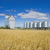 Buy canvas prints of grain elevator and mature wheat field by Dave Reede