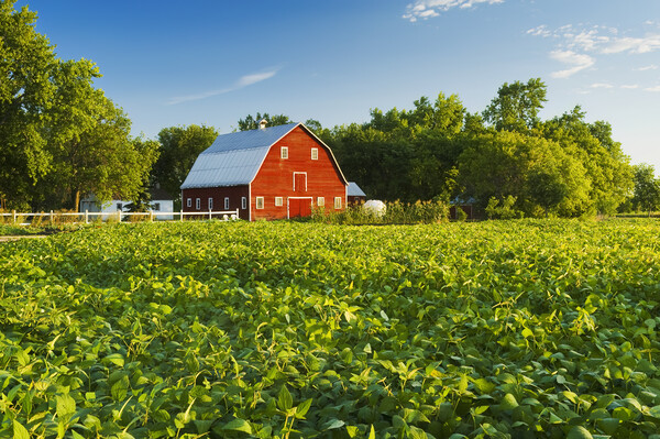 Soybean Field and Red Barn Picture Board by Dave Reede