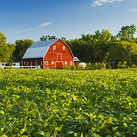 Buy canvas prints of Soybean Field and Red Barn by Dave Reede