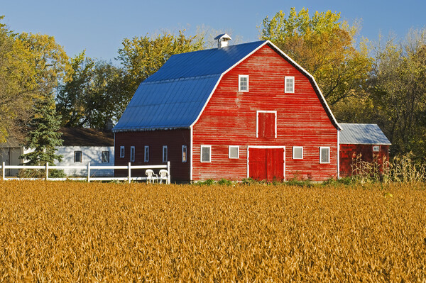 Mature Soybean Field in Front of Red Barn Picture Board by Dave Reede