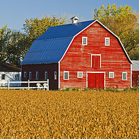 Buy canvas prints of Mature Soybean Field in Front of Red Barn by Dave Reede