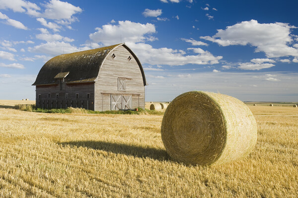 old barn and round durum wheat straw bales Picture Board by Dave Reede
