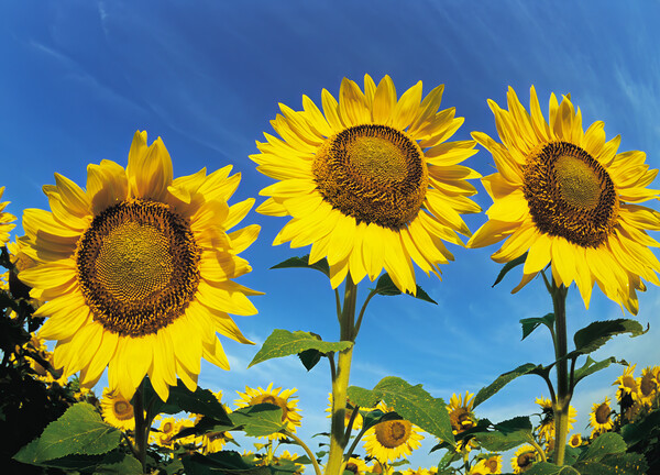 Sunflowers Picture Board by Dave Reede