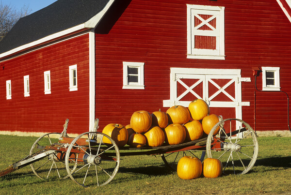 wagon with pumpkins next to red barn Picture Board by Dave Reede