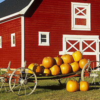 Buy canvas prints of wagon with pumpkins next to red barn by Dave Reede