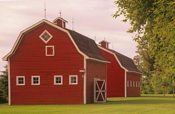 red barns Picture Board by Dave Reede