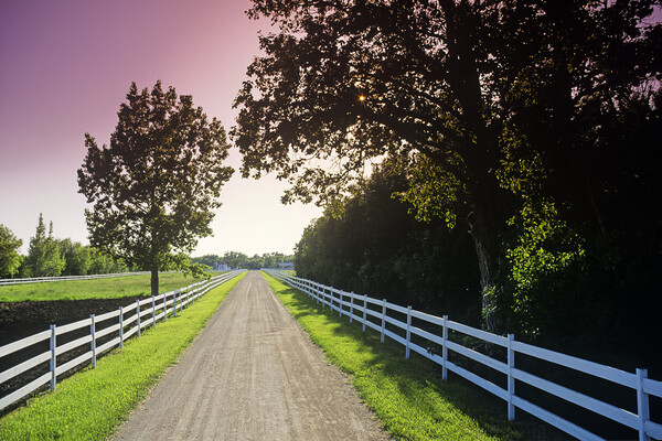 country road  Picture Board by Dave Reede