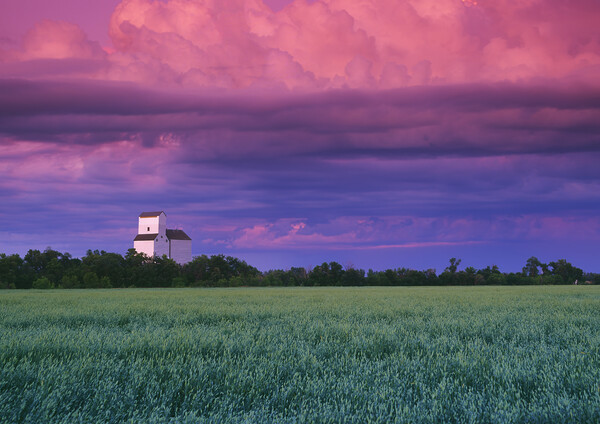 wheat field with grain elevator in the background Picture Board by Dave Reede