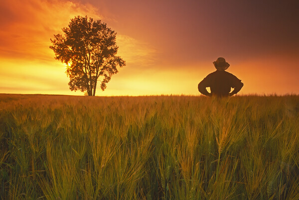 a farmer looks out over his  barley crop with cottonwood tree in the background Picture Board by Dave Reede