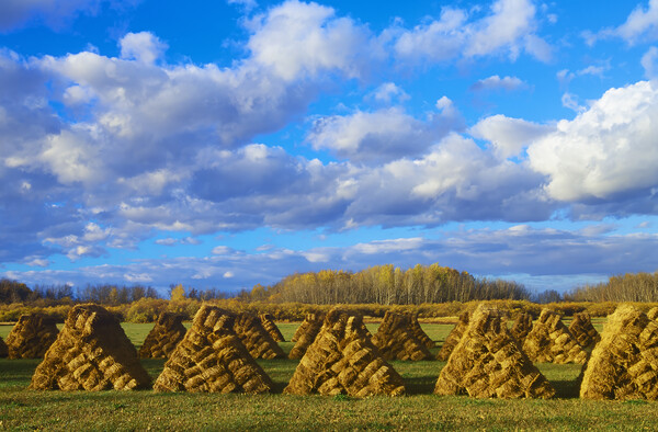 hay bales Picture Board by Dave Reede