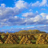 Buy canvas prints of hay bales by Dave Reede