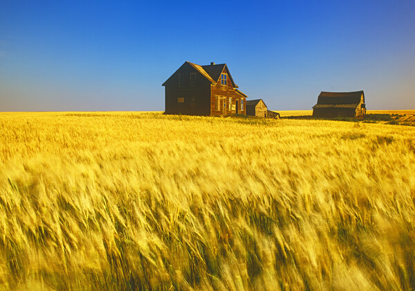 abandoned farm house, wind-blown  durum wheat fiel Picture Board by Dave Reede