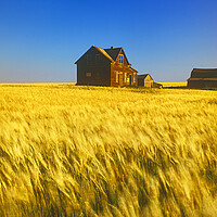 Buy canvas prints of abandoned farm house, wind-blown  durum wheat fiel by Dave Reede