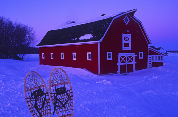 Snowshoes in Front of red barn Picture Board by Dave Reede