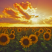 Buy canvas prints of Sunflower field by Dave Reede