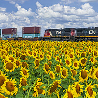 Buy canvas prints of locomotives pulling containers pass a sunflower field by Dave Reede