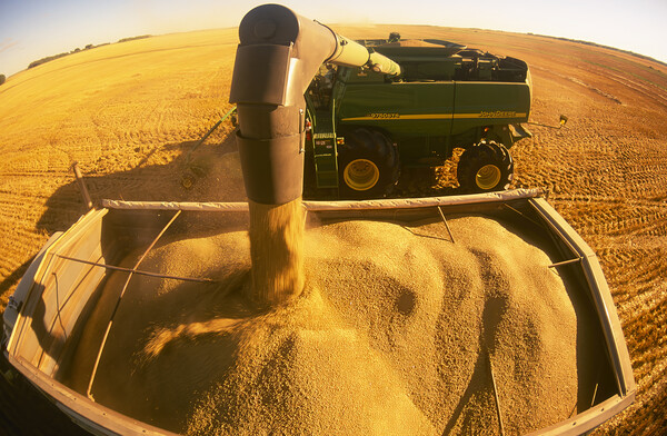 a combine unloads wheat into a truck during the spring wheat harvest Picture Board by Dave Reede