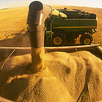 Buy canvas prints of a combine unloads wheat into a truck during the spring wheat harvest by Dave Reede