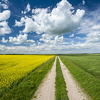 Buy canvas prints of road through farmland with canola and wheat on sides by Dave Reede