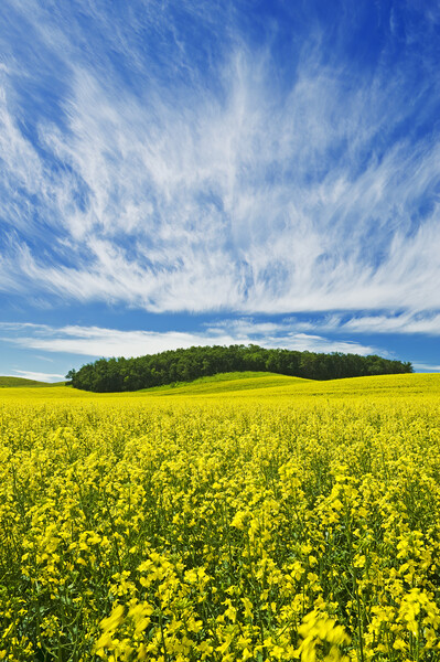 bloom stage canola field Picture Board by Dave Reede