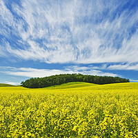 Buy canvas prints of bloom stage canola field by Dave Reede