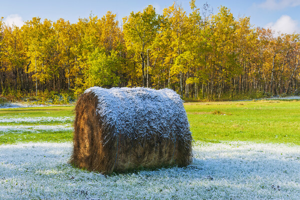 hay bale, aspen trees, morning with frost Picture Board by Dave Reede