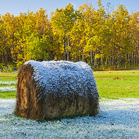 Buy canvas prints of hay bale, aspen trees, morning with frost by Dave Reede