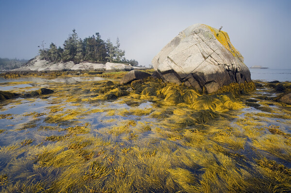 rockweed along the Atlantic coast Picture Board by Dave Reede