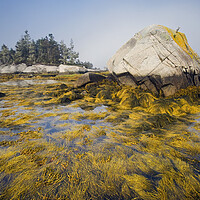 Buy canvas prints of rockweed along the Atlantic coast by Dave Reede