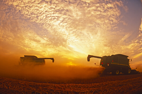 spring wheat harvest Picture Board by Dave Reede