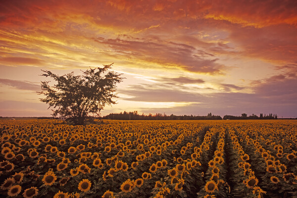 Sunflower Field at Sunset Picture Board by Dave Reede