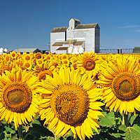 Buy canvas prints of Sunflower Field and Old Grain Elevator by Dave Reede