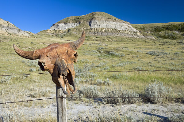 Old Buffalo Skull on Fence Post Picture Board by Dave Reede