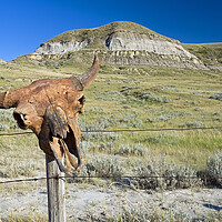 Buy canvas prints of Old Buffalo Skull on Fence Post by Dave Reede