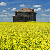 Buy canvas prints of Old Farmhouse in Canola Field  by Dave Reede