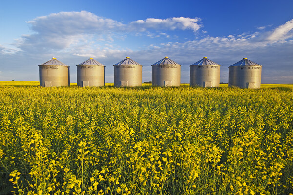 Grian Bins in Canola Field Picture Board by Dave Reede