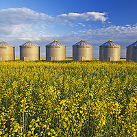 Buy canvas prints of Grian Bins in Canola Field by Dave Reede