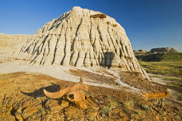 Relic in the Badlands Picture Board by Dave Reede