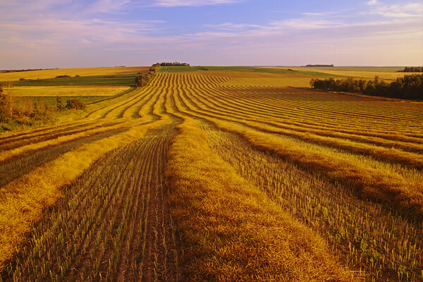 Farmland Patterns Picture Board by Dave Reede