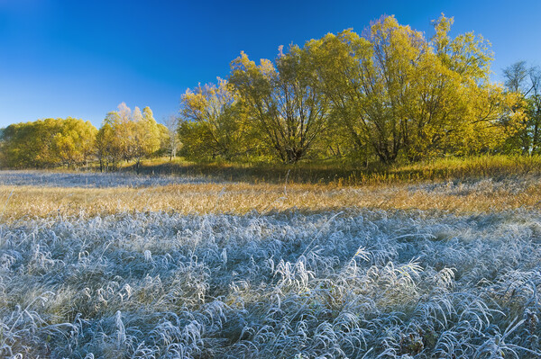 Autumn Frost Picture Board by Dave Reede
