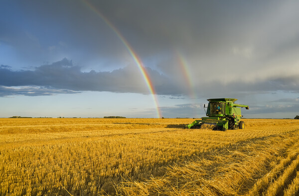 Evening Harvest Picture Board by Dave Reede