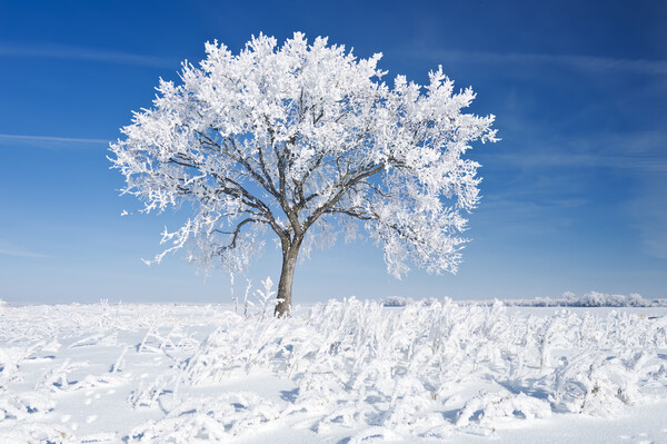 Alone On the Prairies in the Frost Picture Board by Dave Reede