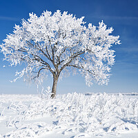 Buy canvas prints of Alone On the Prairies in the Frost by Dave Reede