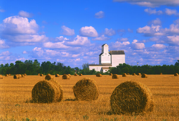 Straw Bales With Old Grain Elevator in the Background Picture Board by Dave Reede