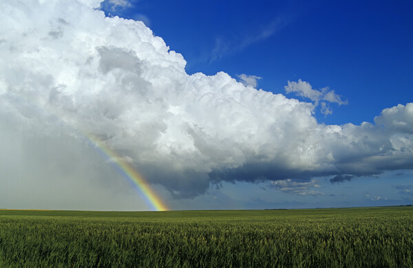 Rainbow Over Wheat Field Picture Board by Dave Reede
