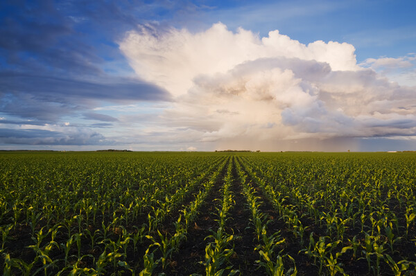 Corn Field Stretching to the Horizon Picture Board by Dave Reede