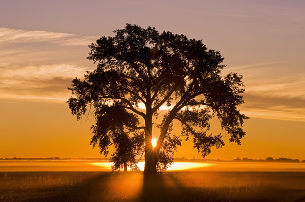 Cottonwood Tree at Sunrise Picture Board by Dave Reede