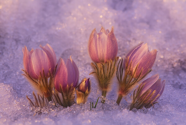 Prairie Crocus  Picture Board by Dave Reede